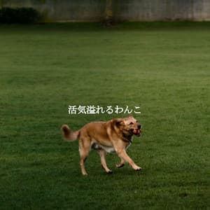 活気溢れるわんこ - Rainy Day Jazz