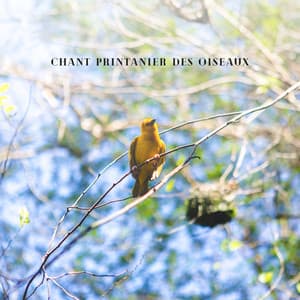 Chant printanier des oiseaux: Méditation naturelle et consolation - Académie de Musique des Oiseaux