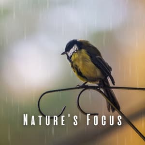 Nature's Focus: Harmonizing Rain, Birds, and Chill Music - Rain Palace