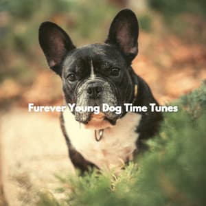 Furever Young Dog Time Tunes - Fashionable Doggy Music