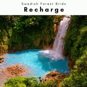 2 0 2 2: Recharge - Swedish Forest Birds