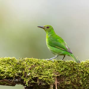 1 Fresh Mind: Eyes Forward - Yoga Music