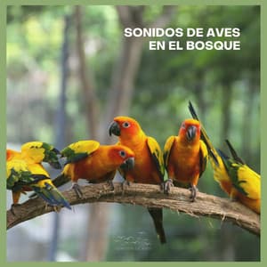 Sonidos de Aves en el Bosque - Sonidos De Aves