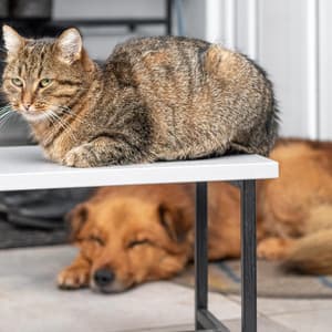 Music for Pets: Calming Ambient Tones - Landscapes Of Joy