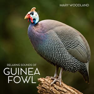Relaxing Sounds of Guinea Fowl - Mary Woodland