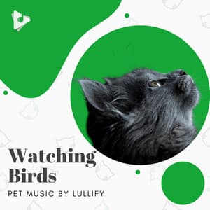 Watching Birds - Pet Music by Lullify