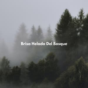 Brisa Helada Del Bosque - Bosque Tropical