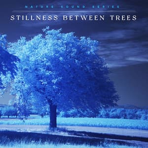 Stillness Between Trees - Nature Sound Series