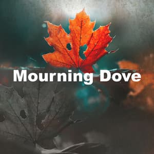 Mourning Dove - Sounds Of Nature : Thunderstorm, Rain