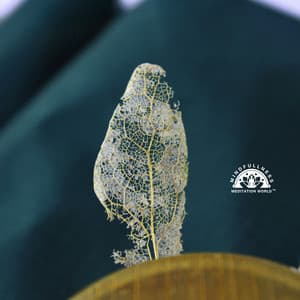 Through the Mesh of Being - Mindfullness Meditation World