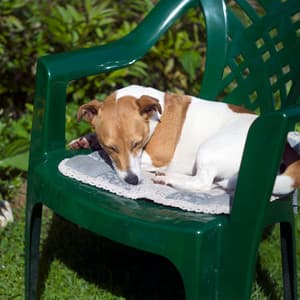 Piano Rain's Dog Nap Exploration Unveiled - Piano Animal