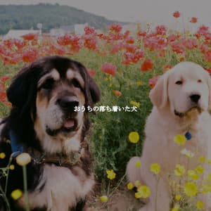 おうちの落ち着いた犬 - Upbeat Morning Music