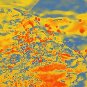 Dragonflies with Birds and Snake - Black Bombaim