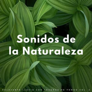 Sonidos De La Naturaleza: Relajante Lluvia Con Truenos De Fondo Vol. 2 - Ambiente De Lluvia