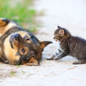 Piano Rain's Pet Serenade in Harmony - Harmony River
