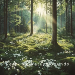 Ocean Waves: Soothing Sounds for Serenity - Relaxing Nature Sounds