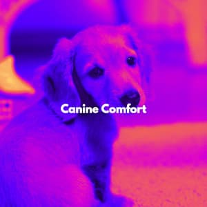 Canine Comfort - Hotel Luxury Jazz