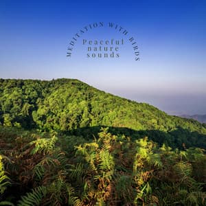 Meditation with Birds - Peaceful Nature Sounds