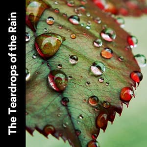 The Teardrops of the Rain - Always Raining