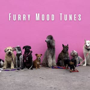 Furry Mood Tunes: Lofi Pet Harmonies and Melodies - Jamie Lofi