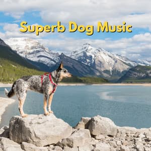 Superb Dog Music - Musica di Sottofondo Jazz