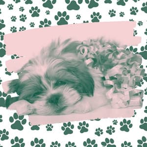 Music for Doggy Groomers - Relaxing Dog Music Playlists