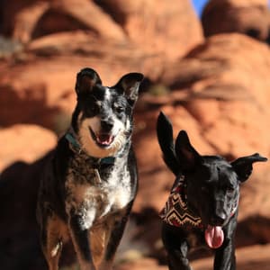 Music for Calming Your Puppy - Trumpet and Alto Sax - Classy Relaxing Dog Music