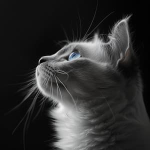 Pet’s Calming Sounds: Music for Relaxing Pets - EroticLolly