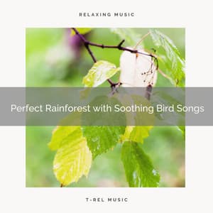 ! Perfect Rainforest with Soothing Bird Songs - Rain Recorders