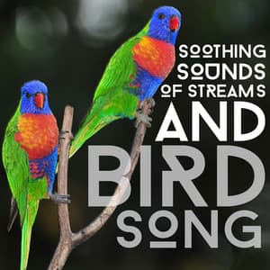 Soothing Sounds of Streams and Bird Song - Relaxing Nature Sounds