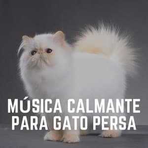 Música Calmante para Gato Persa - Musica para Gatos