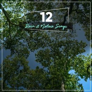 1 Hour Peaceful Rain Songs for Guided Meditation - Ambient Forest