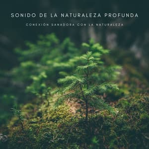 Sonido De La Naturaleza Profunda: Conexión Sanadora Con La Naturaleza - Música De Relajación Para Dormir Profundamente
