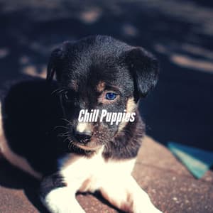 Chill Puppies - Dog Music Waves