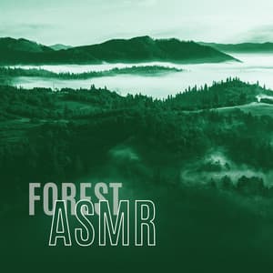 Forest ASMR - Relax & Meditation, Morning Nature Sounds - Nature Sounds Universe