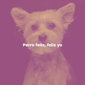 Perro feliz, feliz yo - Modern Jazz Fusion