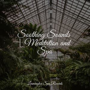 Soothing Sounds | Meditation and Spa - Exam Study Classical Music