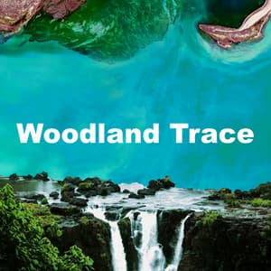 Woodland Trace - Relaxing Nature Ambience