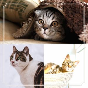 Ambiance for Cat Relax Hour - Cat Music Waves