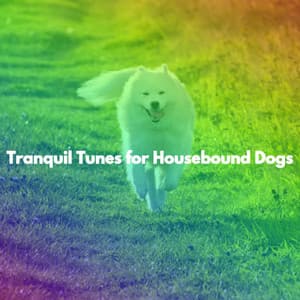 Tranquil Tunes for Housebound Dogs - Soothing Jazz Bar Cafe