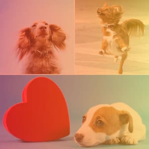 Heavenly Tenor Sax Jazz - Ambiance for Happy Dogs - Relaxing Dog Music