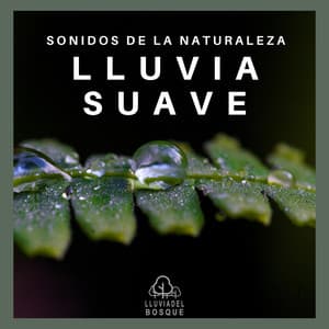 Sonidos de la Naturaleza: Lluvia Suave - Lluvia Del Bosque