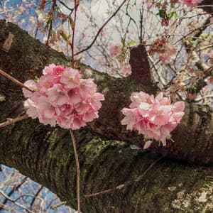 30 Day Wellness: New Resolutions - Spa Music Relaxation