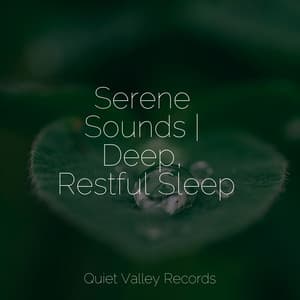 Serene Sounds | Deep, Restful Sleep - Sol y Lluvia