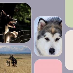Ambiance for Sweet Pups - Songs for Dogs to Sleep To