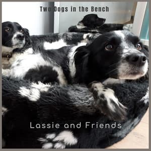 Two Dogs in the Bench - Lassie and friends