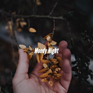 Moody Night - Musica del Hotel