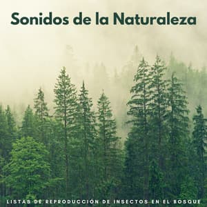 Sonidos De La Naturaleza: Listas De Reproducción De Insectos En El Bosque - Sonidos de la Naturaleza JBE