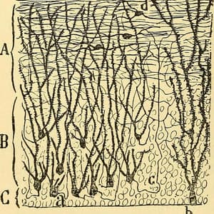 Solfège Ditonique - Pablo Lecavalier-Ruiz