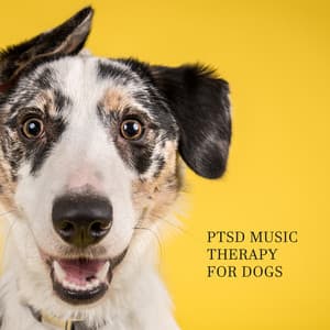 PTSD Music Therapy for Dogs: Trauma Recovery, Relieve Stress & Music for Relax - Pet Music Doctor